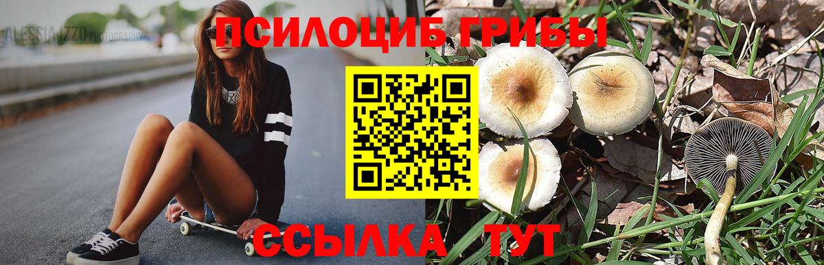 Псилоцибиновые грибы Psilocybe Кропоткин